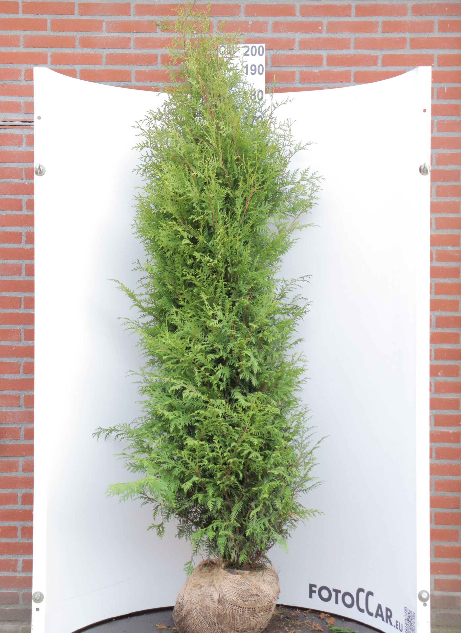 Thuja occidentalis Brabant - Tree nursery van Nunen